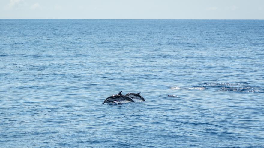 El espectáculo de los delfines en la costa de Lanzarote