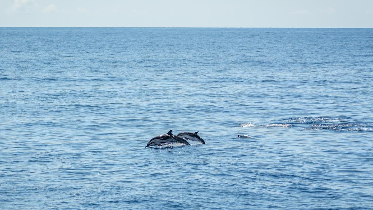 Avistamiento de cetáceos en el sureste de Lanzarote