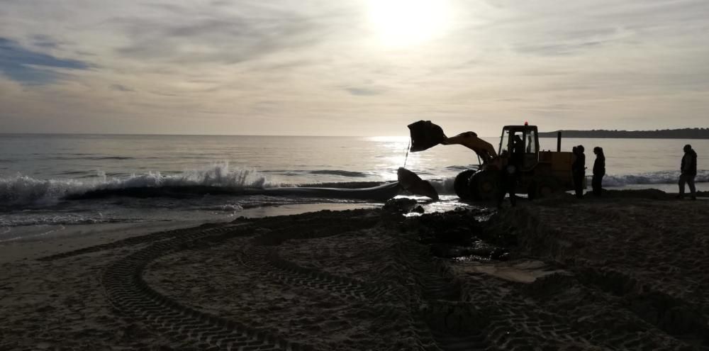 Una ballena muere en la playa de Cala Millor