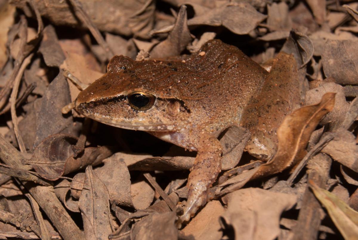 Ejemplar de 'Haddadus binotatus'