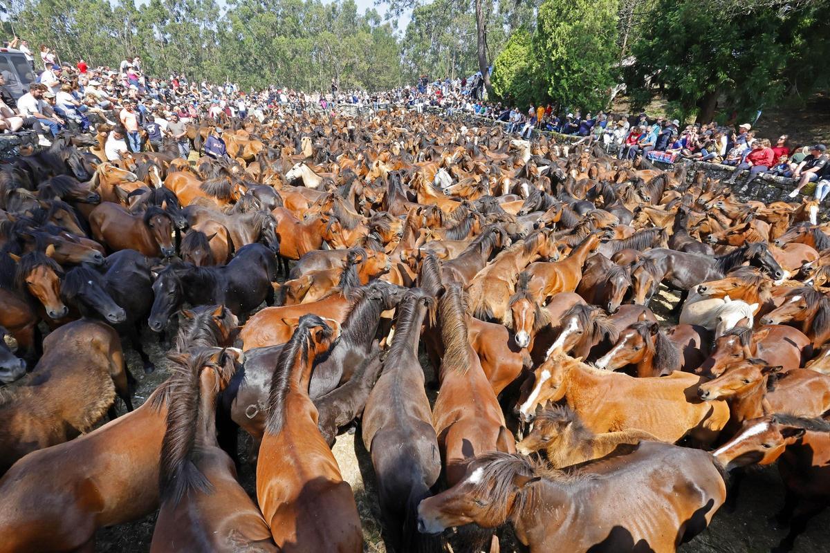 El curro de Mougás reúne a 550 caballos