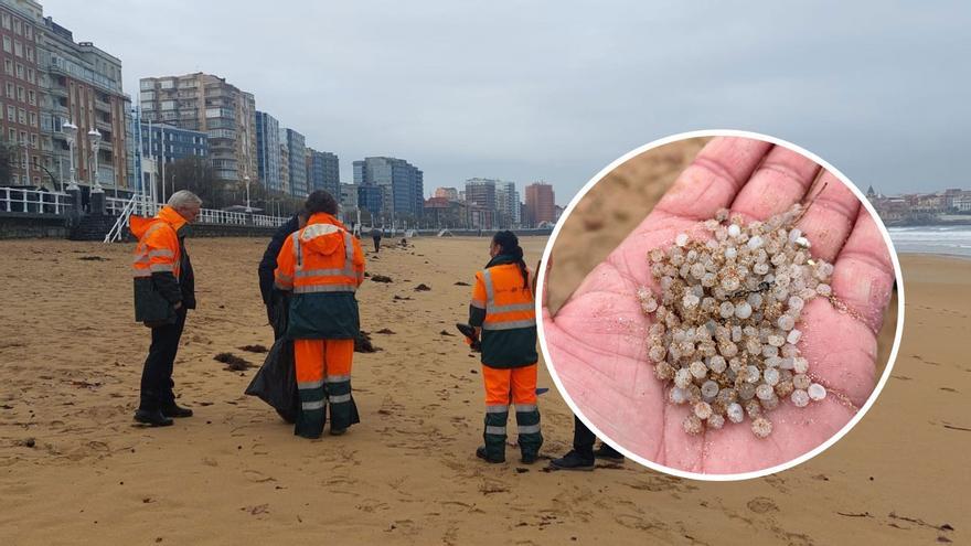 Las bolinas de plástico llegan a Gijón: aparecen en la playa de San Lorenzo