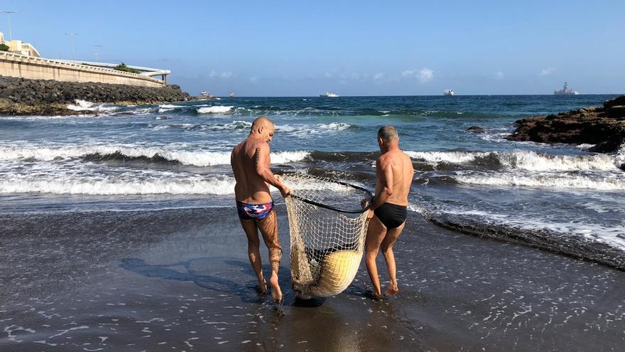 Una mantelina atrapada en las Piscinas de La Laja, rescatada y devuelta al mar