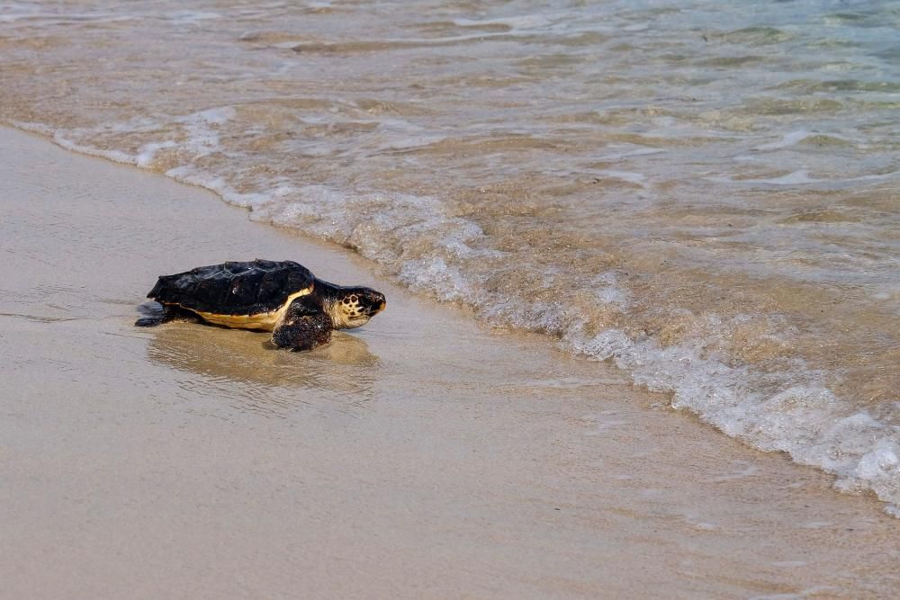 Liberadas en Ibiza 26 tortugas de la primera puesta registrada en Baleares