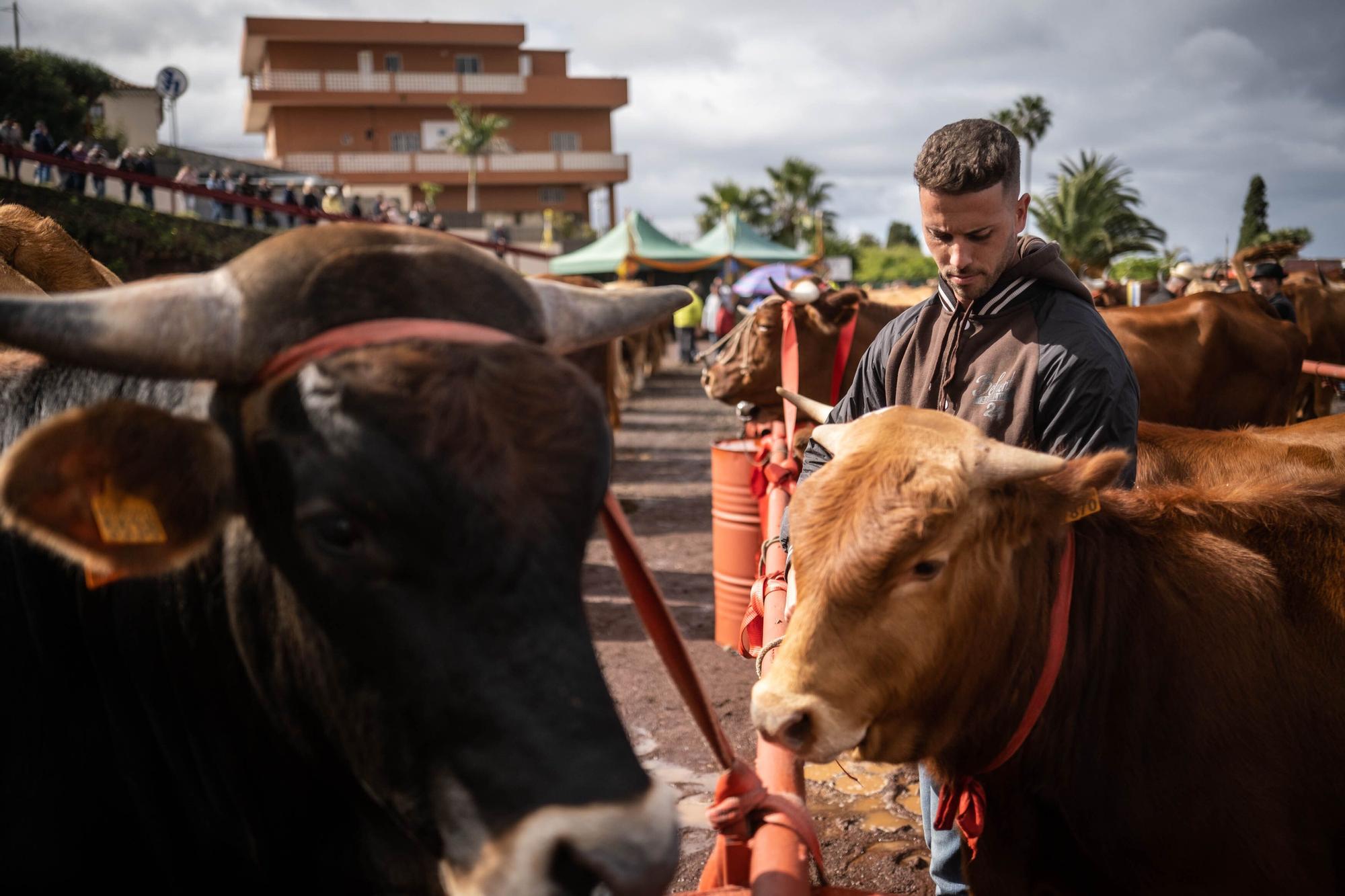 Feria de ganado por las fiestas de Tacoronte