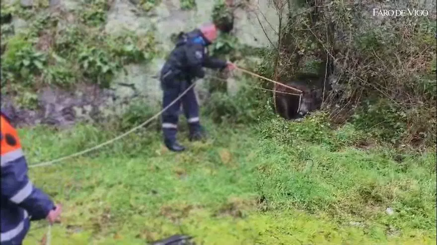 Capturan un jabalí malherido junto a la autovía en Ameixoada en el enlace con Cangas