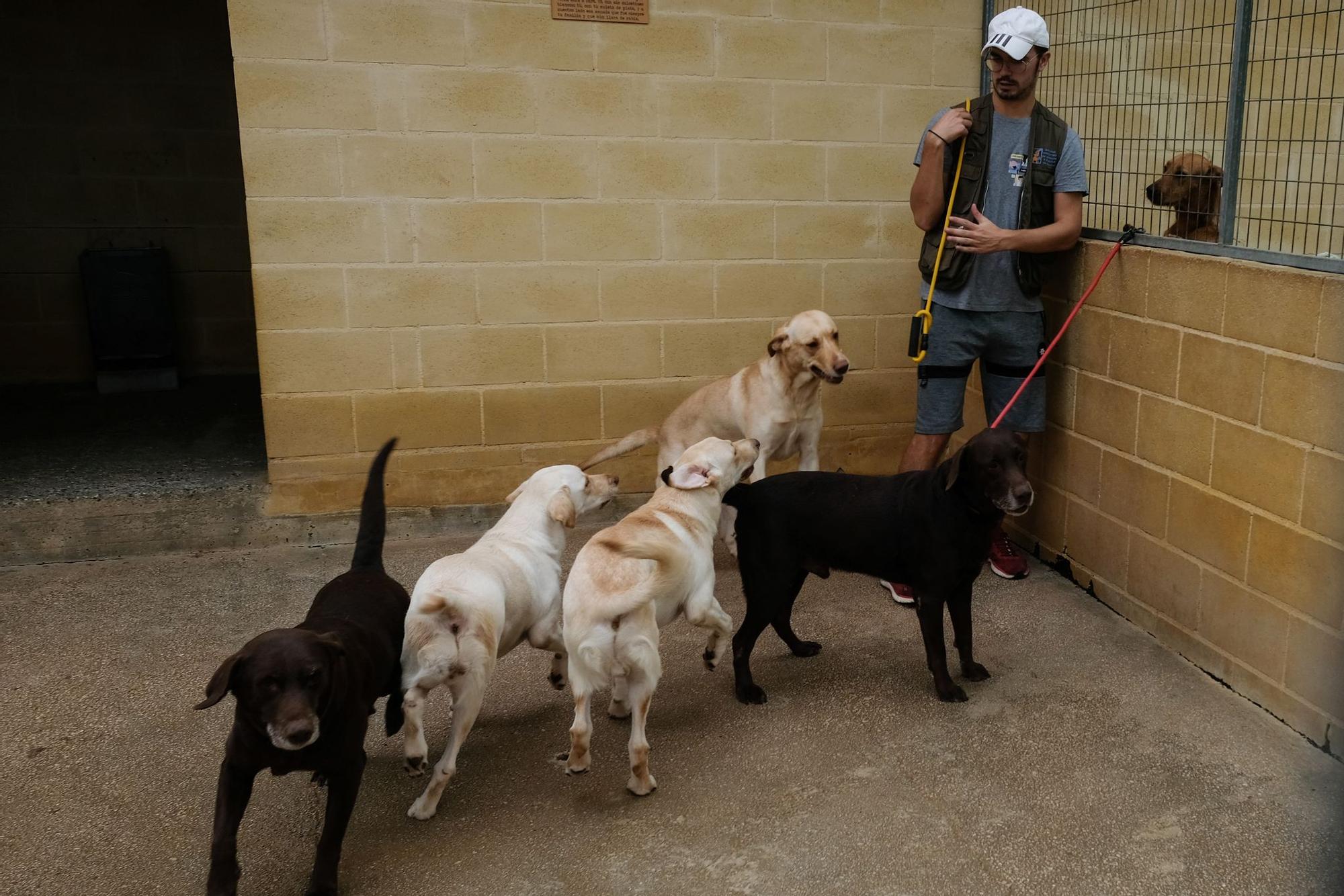 La Protectora de Animales de Málaga, a finales de octubre