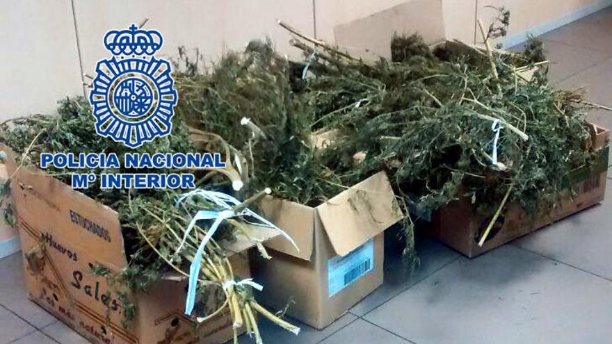 Las cajas de marihuana intervenidas.