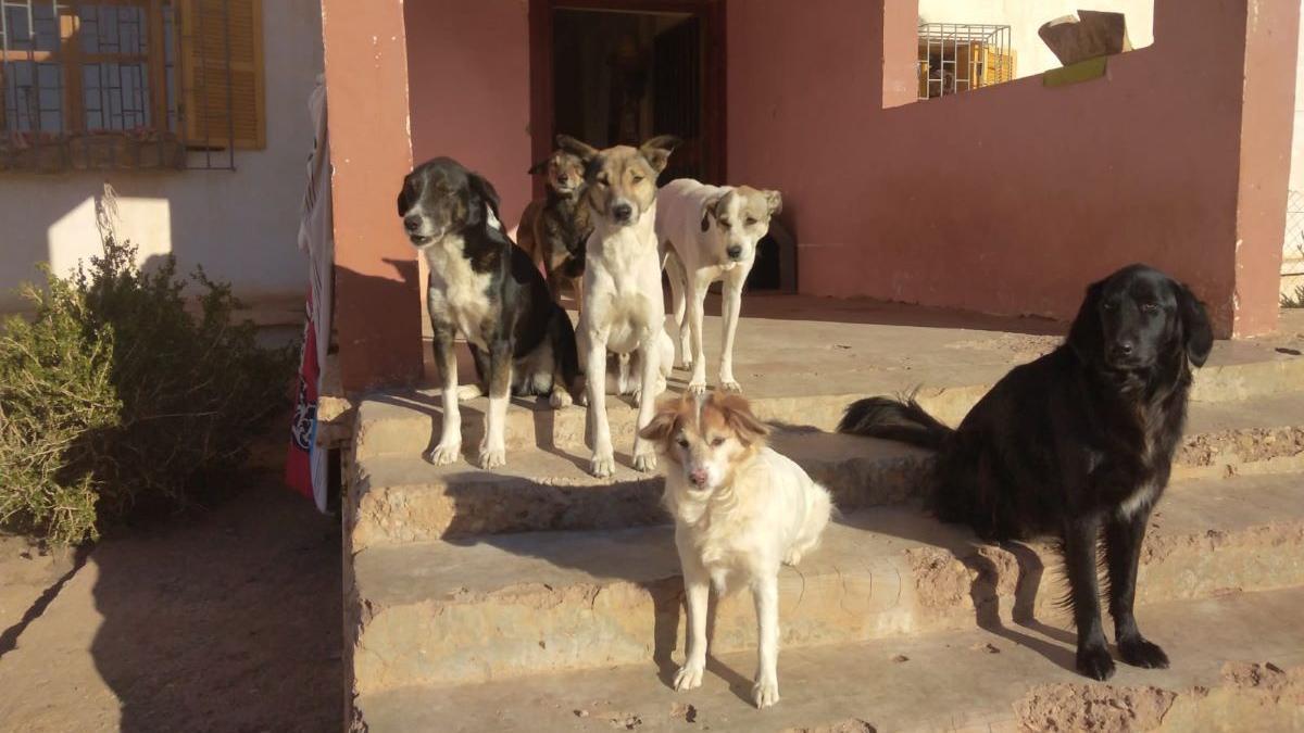 Gossos abandonats en un refugi del Marroc.