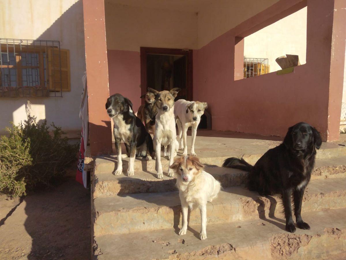 Gossos abandonats en un refugi del Marroc.