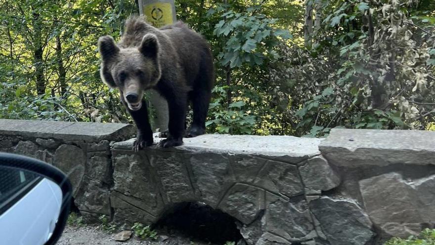 Rumanía, el modelo de oso habituado a comer lo que le dan los humanos del que huye Asturias