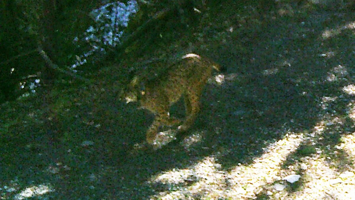 El lince ibérico 'Secreto' reaparece en Catalunya, esta vez en los Pirineos