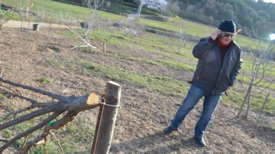 Àngel Guixé rere un dels seus arbres mutilats