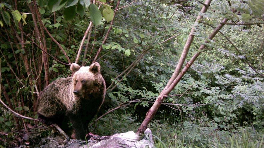 Investigan la muerte de un oso por posible envenenamiento en la montaña palentina