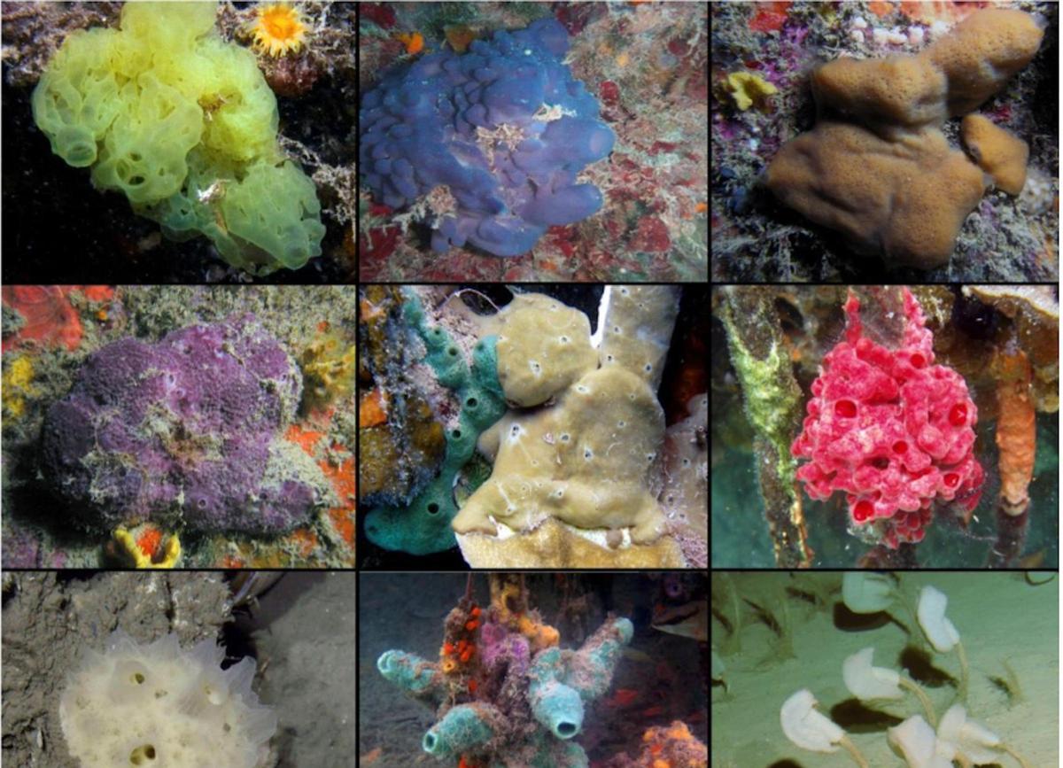 Collage de fotografies submarines que mostren representants de les quatre classes d’esponges estudiades.