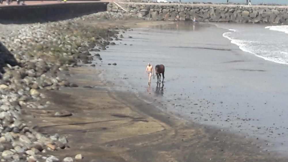 Un caballo pasta en Las Canteras