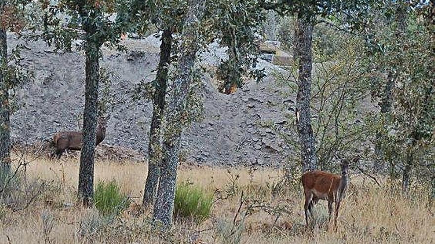 Una pareja de ciervos en una parcela de Sanabria.