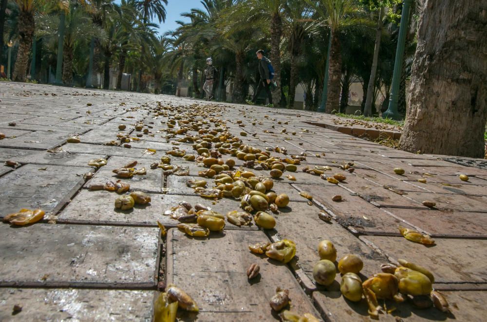 Suciedad en las calles de Elche por los dátiles