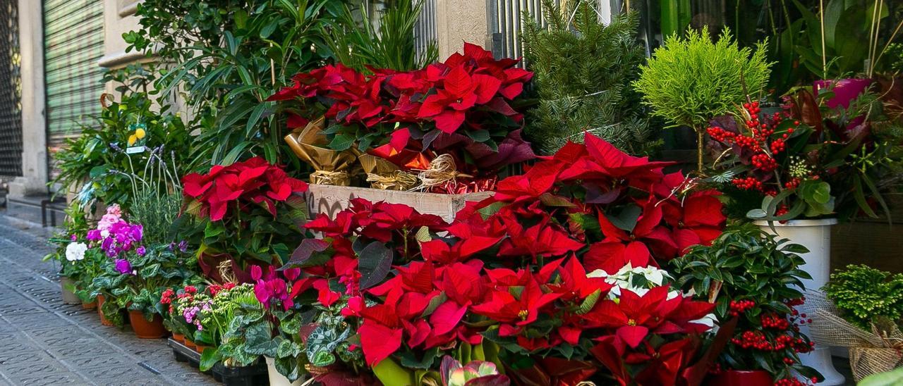 Floristería de Barcelona con flores y plantas de Navidad.