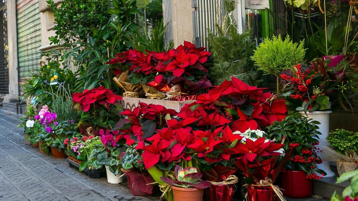Les set plantes de Nadal per decorar casa vostra aquestes festes