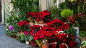 Floristería de Barcelona con flores y plantas de Navidad.