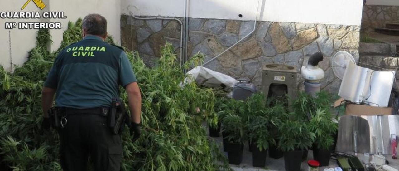 Algunas de las plantas incautadas en la propiedad privada vilanovesa. |  // FARO