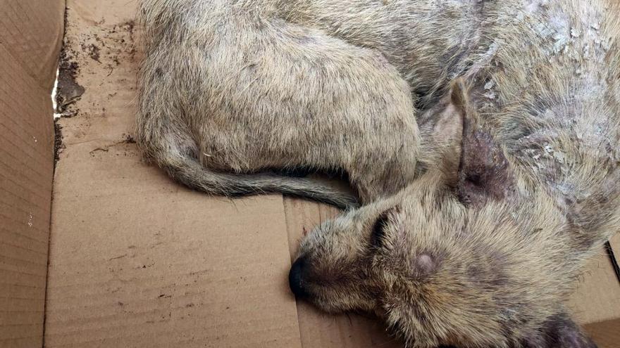 El pequeño perro, acurrucado en la caja donde fue hallado.