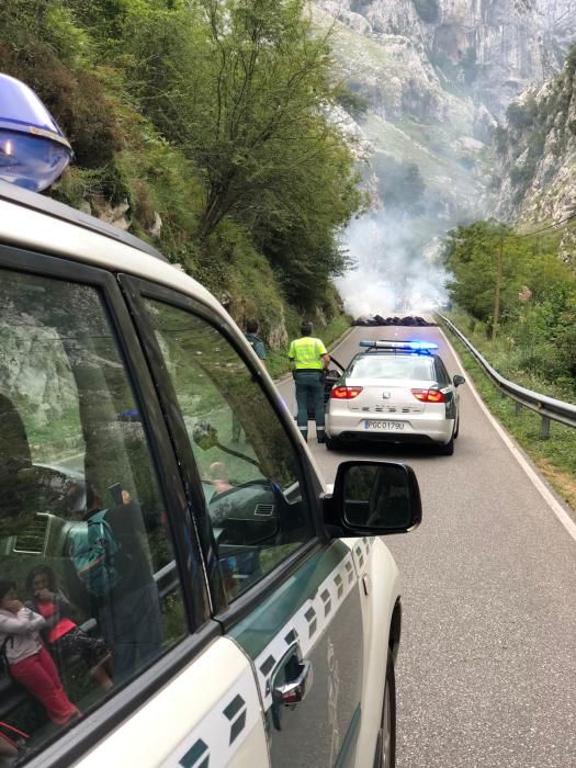 Los ganaderos cortan la carretera a Sotres en protesta por los ataques del lobo