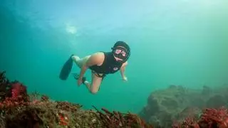 El Acuario de Gijón celebra la "repercusión global" del Wild Oceans FilmFest: competirán 546 obras procedentes de 84 países