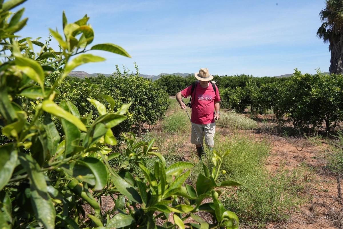 Un agricultor pulveriza una explotación de naranjos de Castellón.
