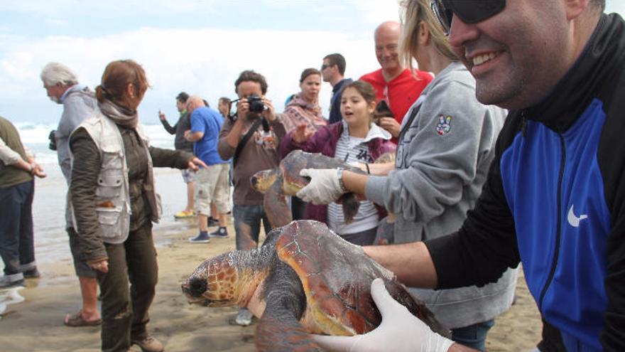 Los especialistas analizan  en la capital el impacto de la basura marina en las tortugas