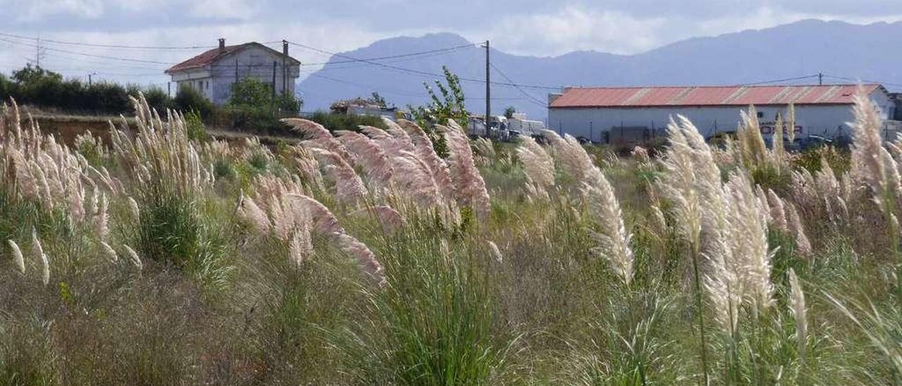 Terrenos del frustrado polígono industrial de Bobes, junto a Los Campos, invadidos de plumeros.