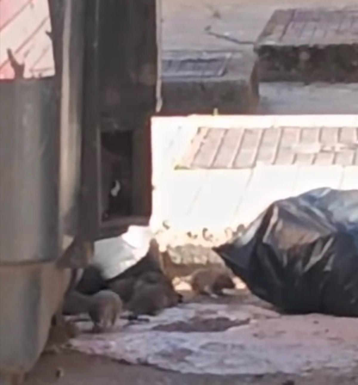 Varias ratas buscan en la basura de los contenedores de la calle Felipe Trigo.