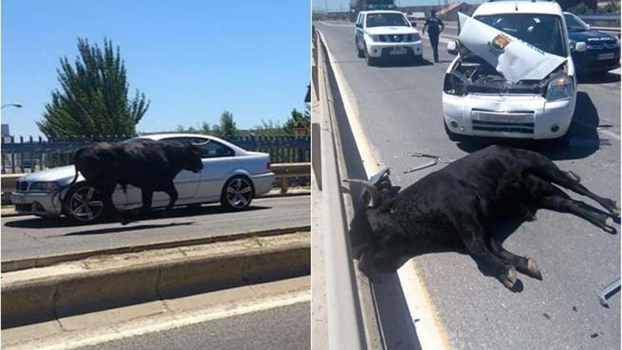 El toro fugado ha fallecido atropellado.