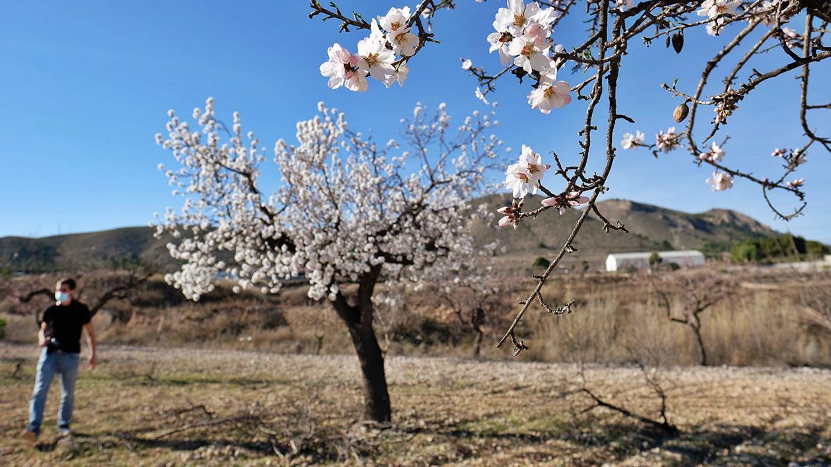 Aspecto que presentaba ayer una finca de almendros de La Romana, en el Medio Vinalopó, una de las comarcas más productoras del preciado fruto en la provincia.