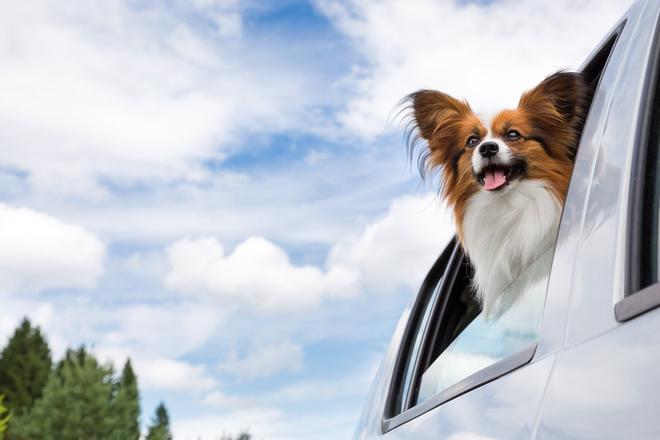 Papillón, perros inteligentes