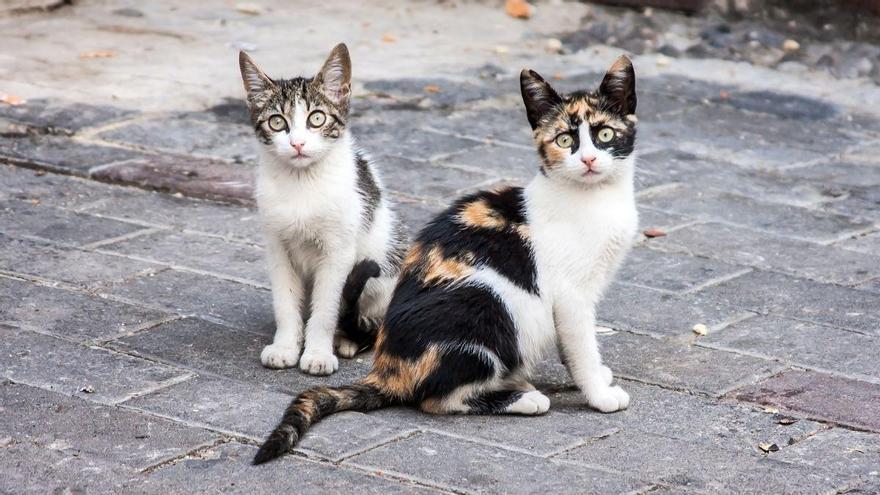 Colonias felinas, pirotecnia y espacios para mascotas: Lanzarote aborda cómo mejorar el bienestar animal