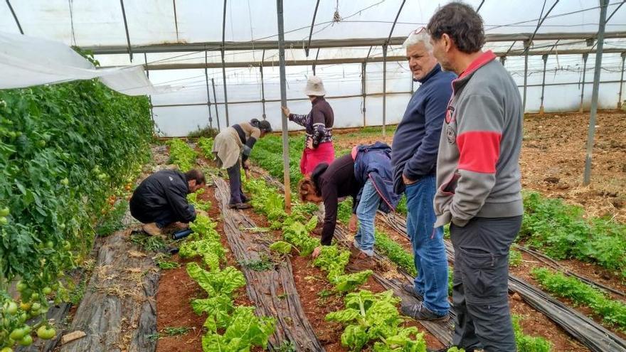 APAEMA y Pagesos Ecològics de Mallorca llevan a cabo un proyecto piloto sobre nuevos métodos de producción