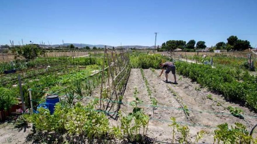 Villena acogerá el domingo un encuentro de usuarios de huertos urbanos diocesanos