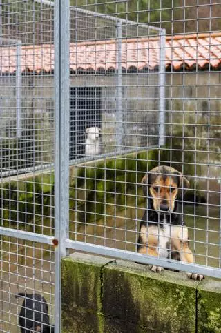 La red  de perreras acogió 632 animales y consiguió un nuevo hogar a 453