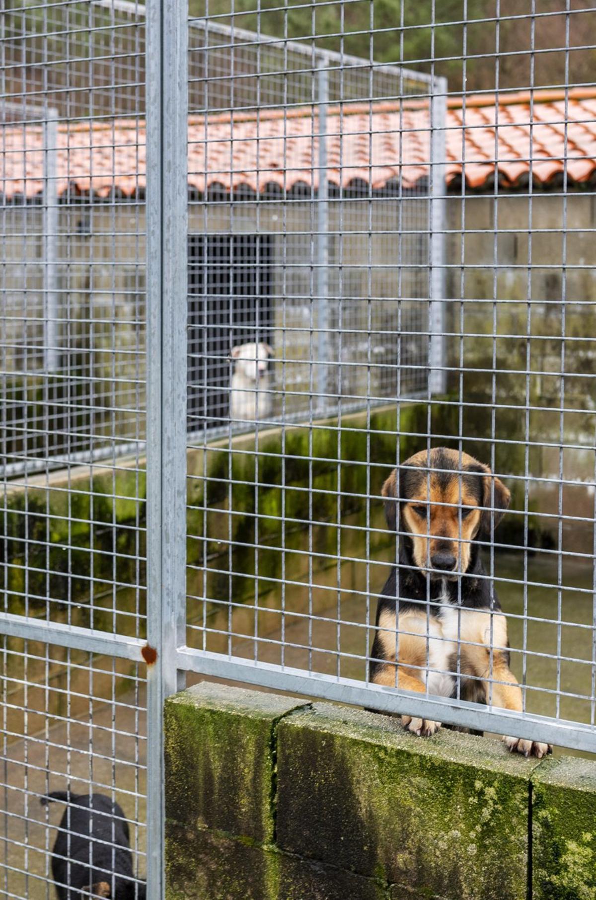 Refugio de animales de A Medela, en O Carballiño. | FDV