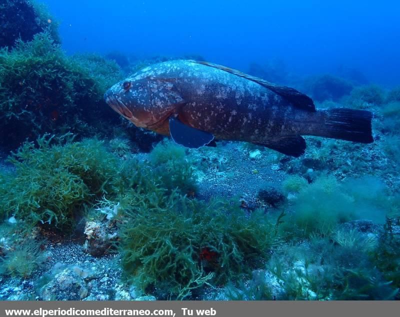 Submarinismo en Castellón