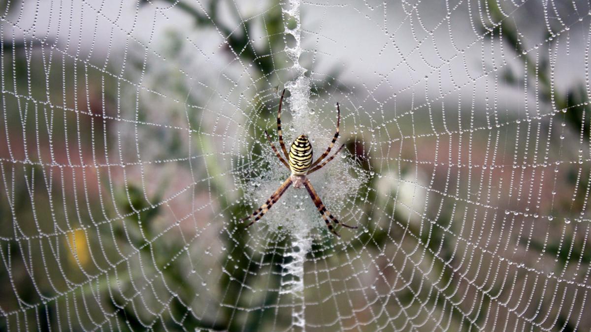 Las arañas utilizan su seda para proteger sus huevos, que ofrecen un alto contenido nutricional a los microbios..