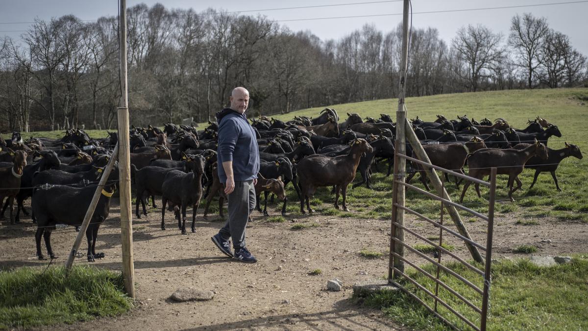 Touza Vella cuenta con 250 cabras de la raza murciano-granadina.