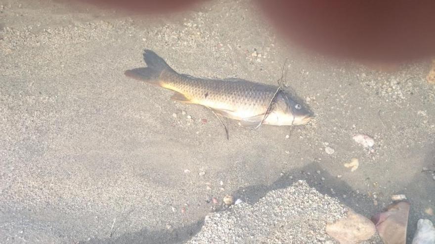 Una carpa a punto de morir en Almendra