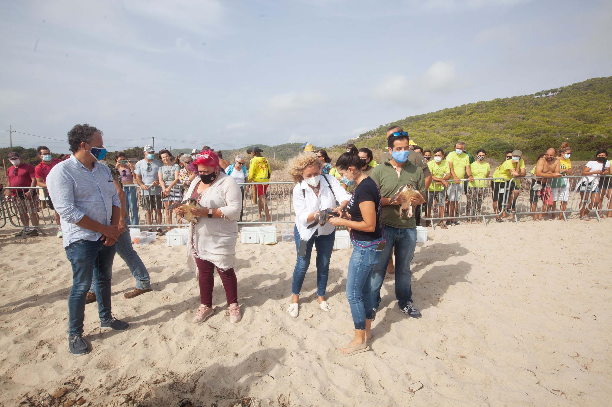 Ponen en libertad a las primeras tortugas nacidas en una playa de Ibiza