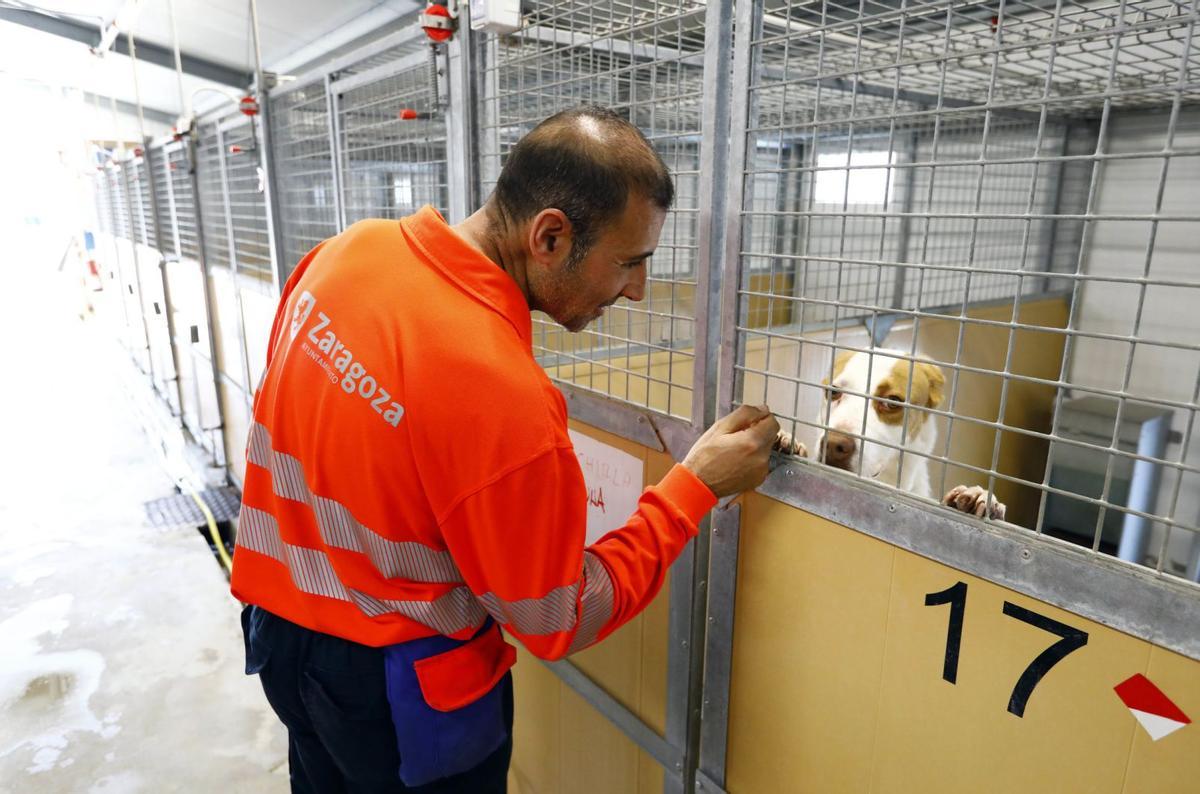 Un trabajador del centro de Zaragoza visita a los perros.  | JAIME GALINDO