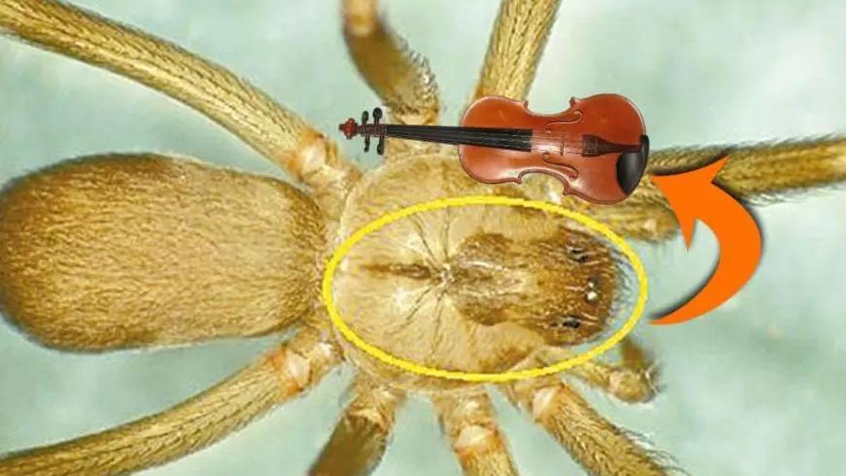 Araña violinista
