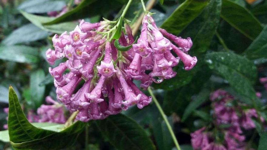 El galán rosado, planta de enero en el Botánico