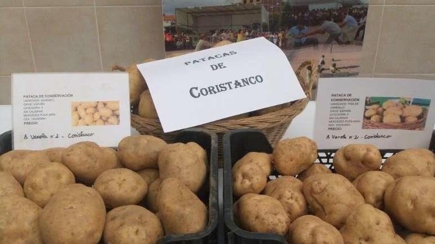 La Xunta admite que &quot;no será fácil&quot; controlar las plantaciones de patatas afectadas por la plaga